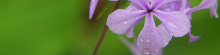 Header image